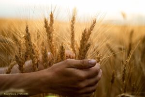 Grain: Sabbath connections