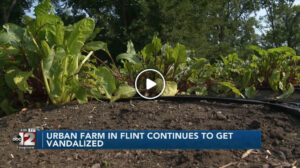 Flint urban farm continues to get vandalized