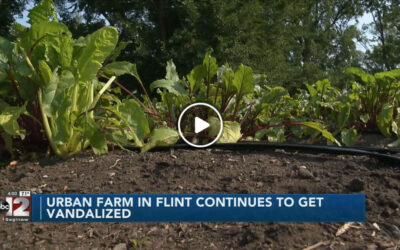 Flint urban farm continues to get vandalized